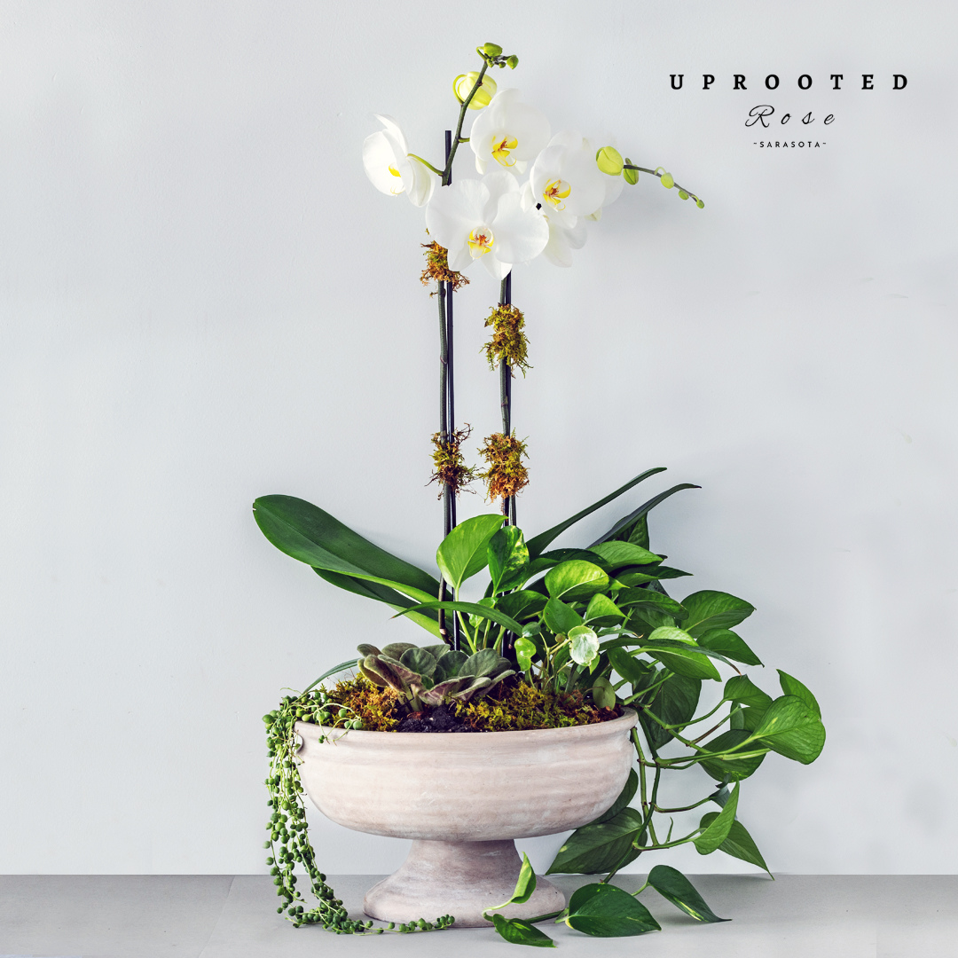Orchid Planter
