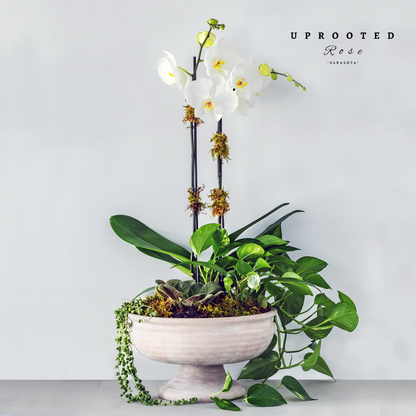 Orchid Planter