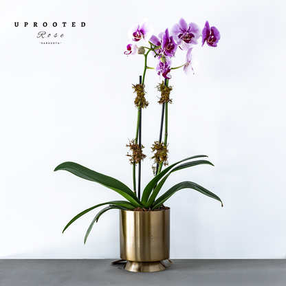 Orchid Planter
