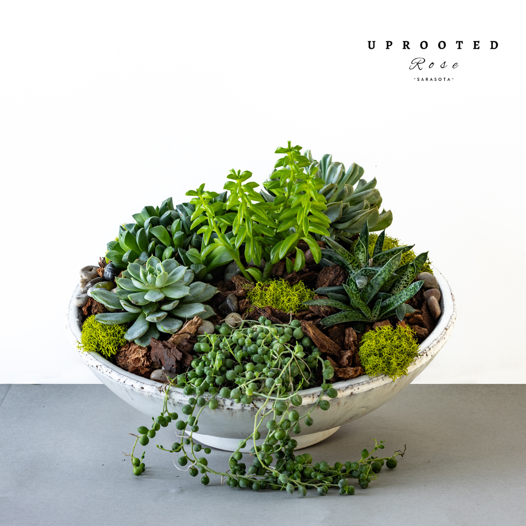 Succulent Garden