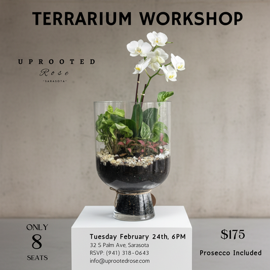 Terrarium Workshop - Feb 24th - 6PM